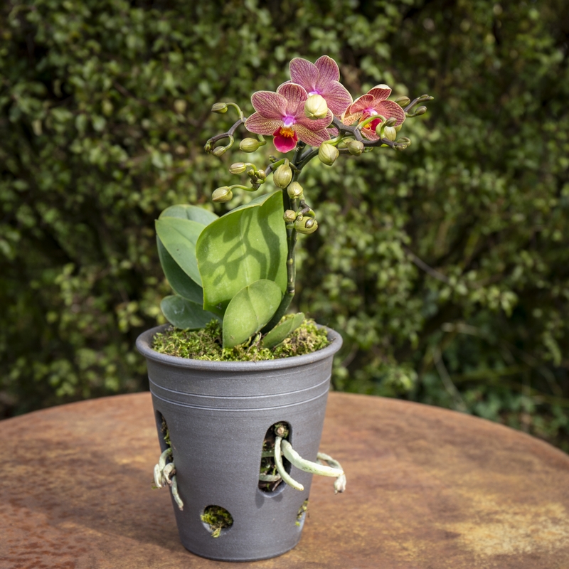 pot pour orchidée et fougère 
