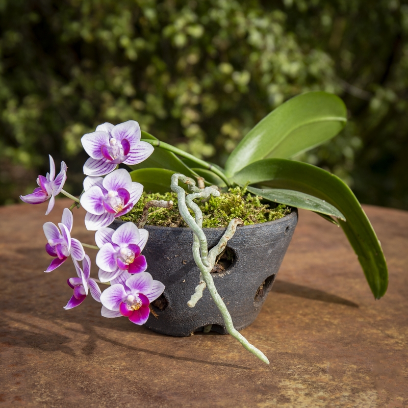 pot pour orchidée